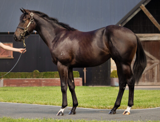 Lot 55: Hellbent / Happy Hannah