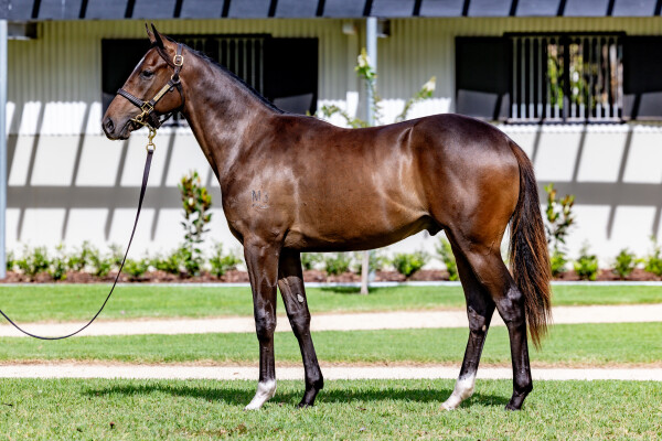 Lot 699: So You Think (NZ) / Caravan