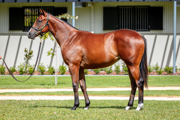 Lot 537: Russian Revolution / Twilight Royale