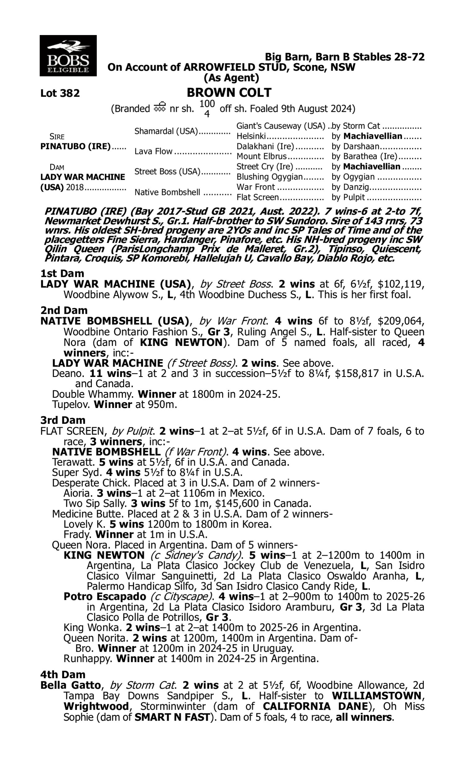 Pedigree for Lot 382 Pinatubo (IRE) - Lady War Machine (USA)