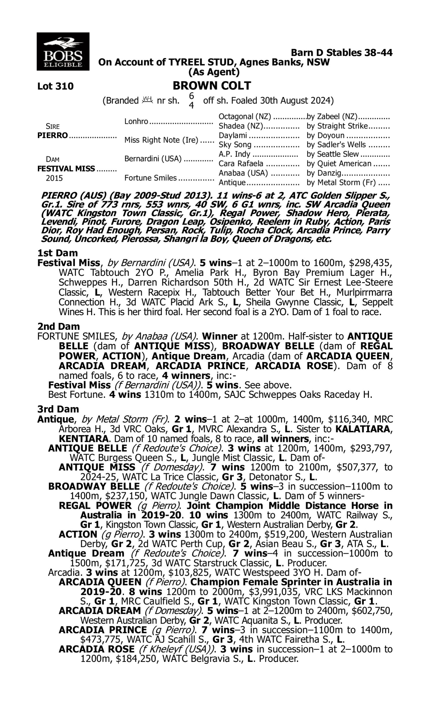 Pedigree for Lot 310 Pierro - Festival Miss