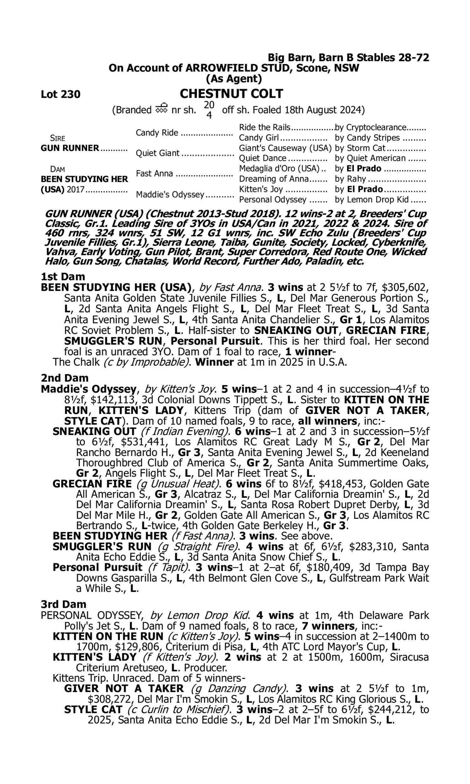 Pedigree for Lot 230 Gun Runner (USA) - Been Studying Her (USA)