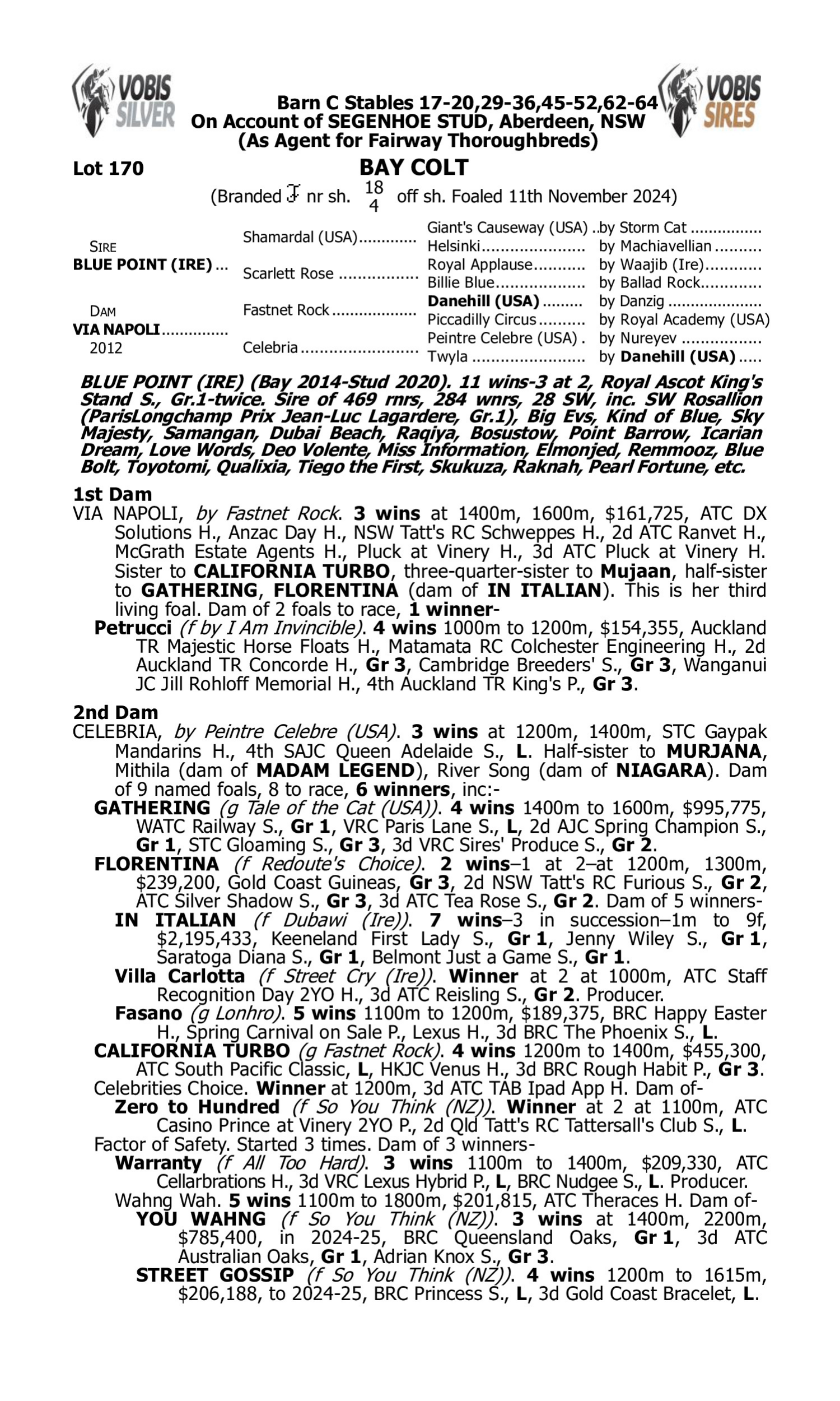 Pedigree for Lot 170 Blue Point (IRE) - Via Napoli