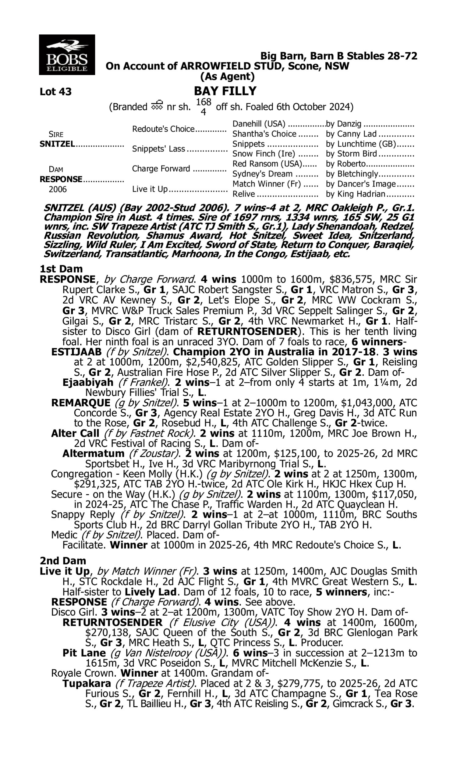 Pedigree for Lot 43 Snitzel - Response