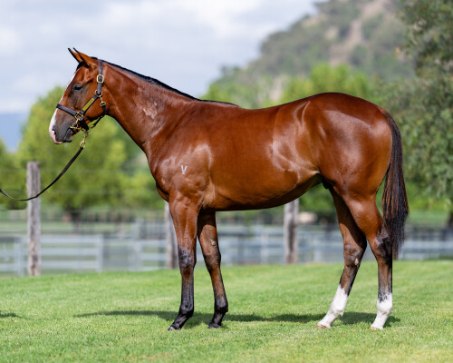 Lot 34: Star Turn / Giovanina