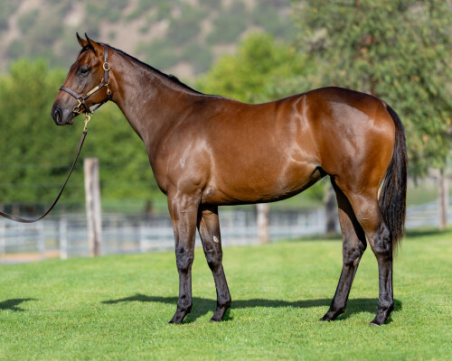 Lot 72: Ole Kirk / Humaliwo