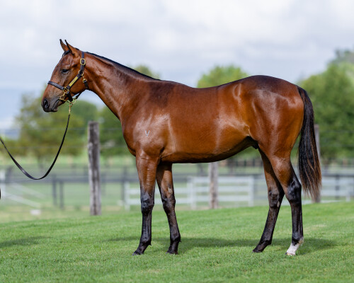 Lot 90: All Too Hard / Ivory Rose (GB)