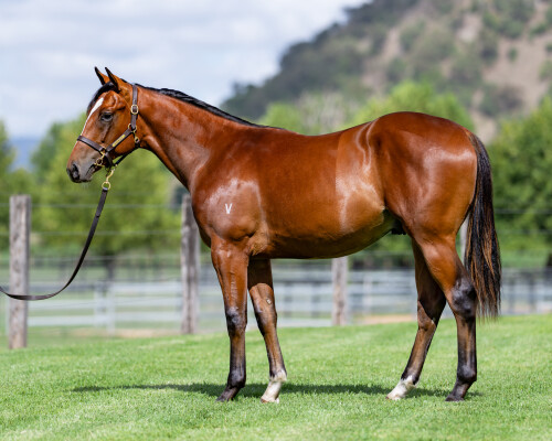 Lot 201: Star Turn / Miss Reef