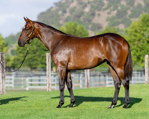 Lot 202: Exceedance / Miss Robbie