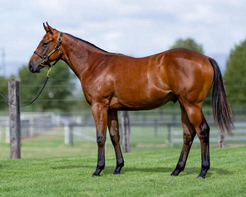 Lot 277: Ole Kirk / Our Girl Sniti