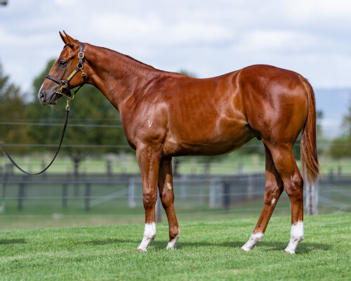 Lot 292: Ole Kirk / Peace Force