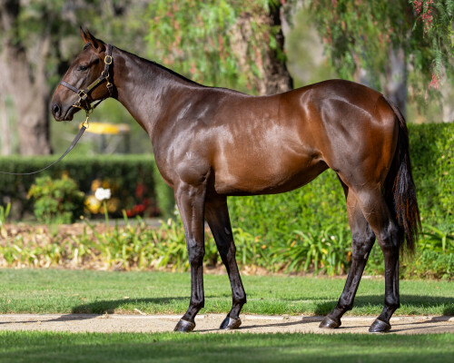 Lot 299: All Too Hard / Peroxide Princess