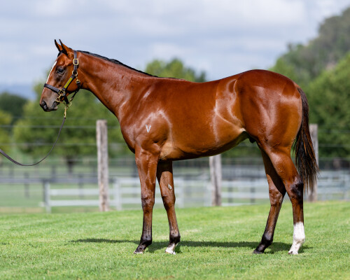 Lot 339: Exceedance / Really Fickle