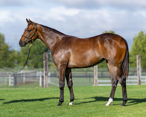 Lot 363: Ole Kirk / Rosey de Geneve (FR)