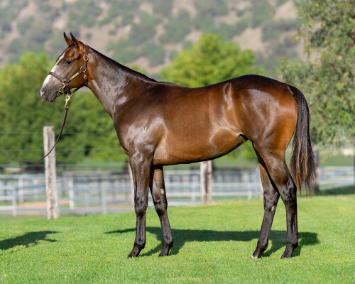 Lot 499: Ole Kirk / Tastebud