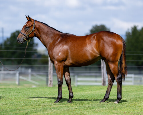 Lot 529: Star Turn / Transmitter