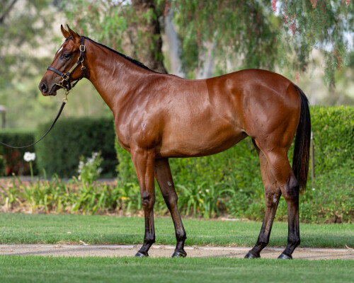 Lot 532: Exceedance / True Quality