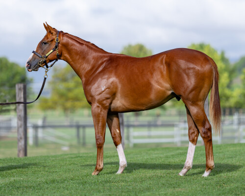 Lot 571: Star Turn / Water Dove