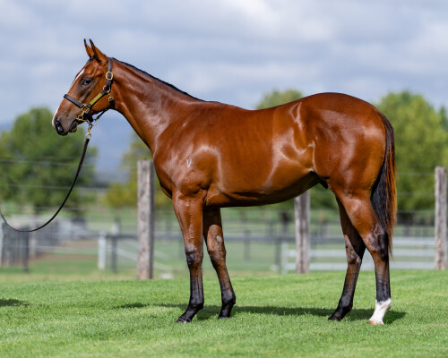 Lot 587: All Too Hard / Written Star