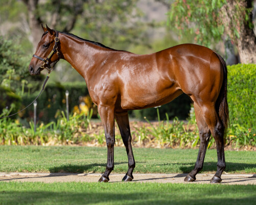 Lot 610: Exceedance / Absolemm