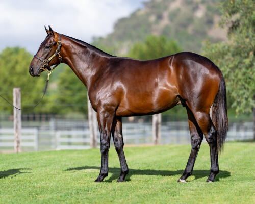 Lot 611: All Too Hard / Acacia Road