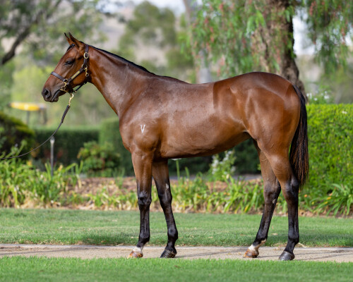 Lot 635: Exceedance / Arctic Success