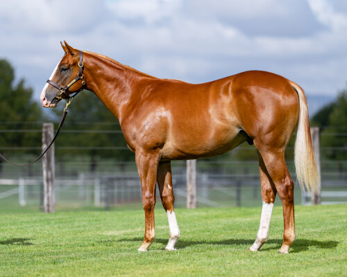 Lot 641: In the Congo / Artistic Lass