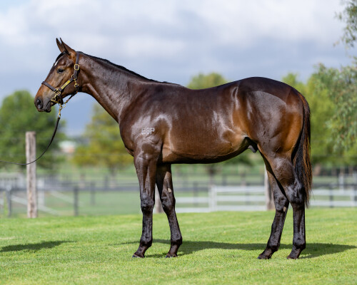 Lot 646: Brutal (NZ) / Authority Belle