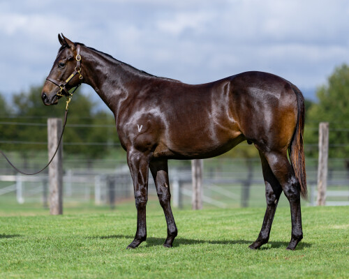 Lot 735: Exceedance / Crossyourheart (NZ)