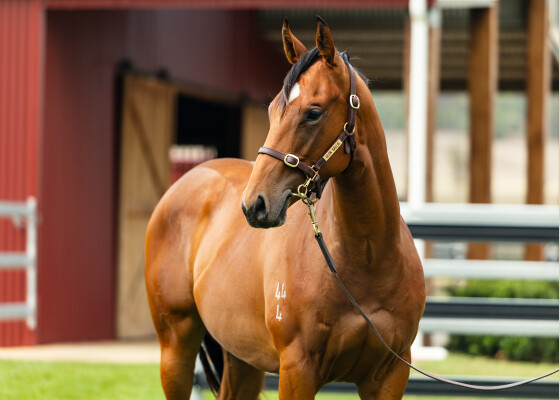 Lot 157: Best of Bordeaux / Madame Moustache