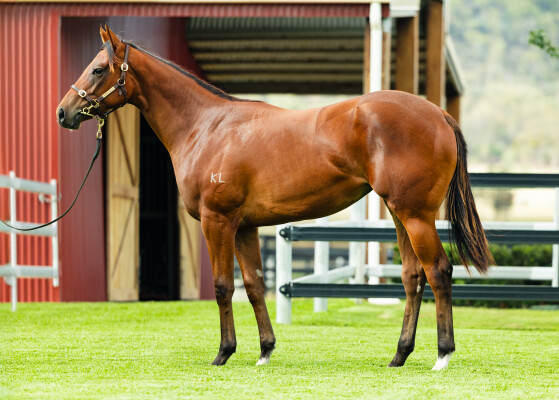 Lot 231: Zousain / Nadeem Lass