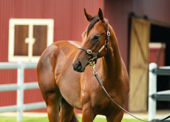 Lot 231: Zousain / Nadeem Lass