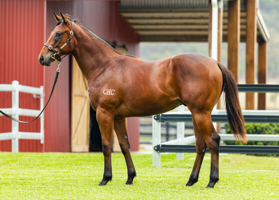 Lot 456: Siyouni (FR) / Spanish Baroque (GB)