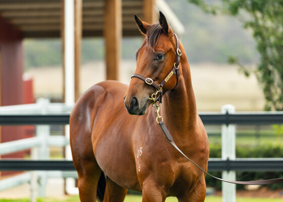 Lot 456: Siyouni (FR) / Spanish Baroque (GB)