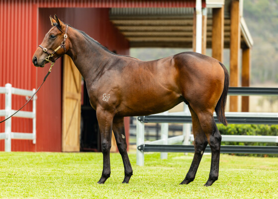 Lot 473: Acrobat / Subservient