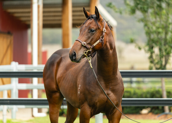 Lot 473: Acrobat / Subservient