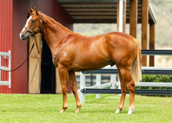 Lot 509: Stay Inside / The Snow Queen (NZ)