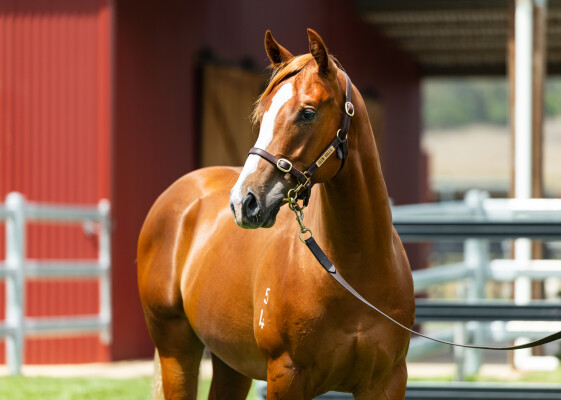 Lot 509: Stay Inside / The Snow Queen (NZ)