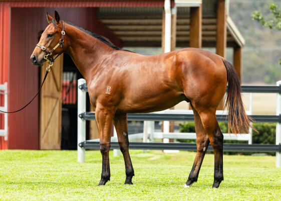 Lot 786: Capitalist / Epitomise