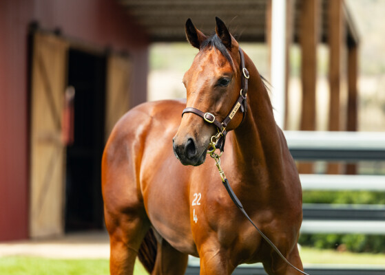 Lot 786: Capitalist / Epitomise