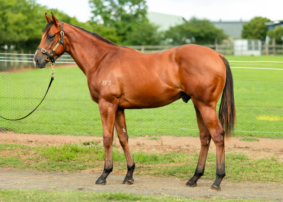 Lot 286: Jacquinot / Parineeti