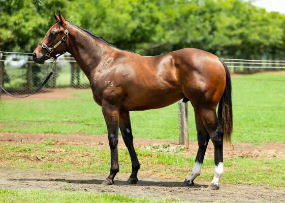 Lot 400: Pierata / Seles