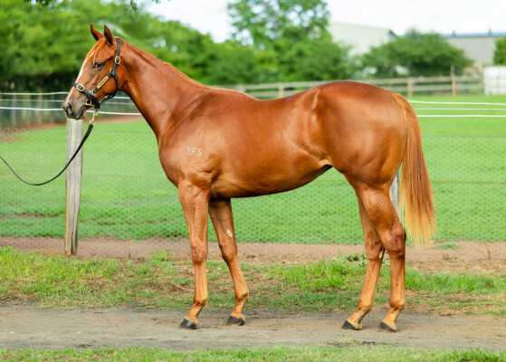 Lot 442: Nicconi / Sneaky Tsu