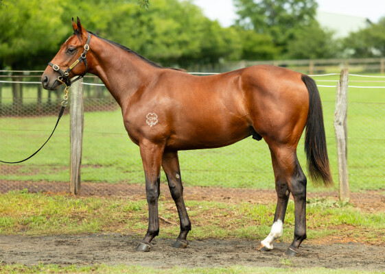 Lot 470: Pierro / Stravain