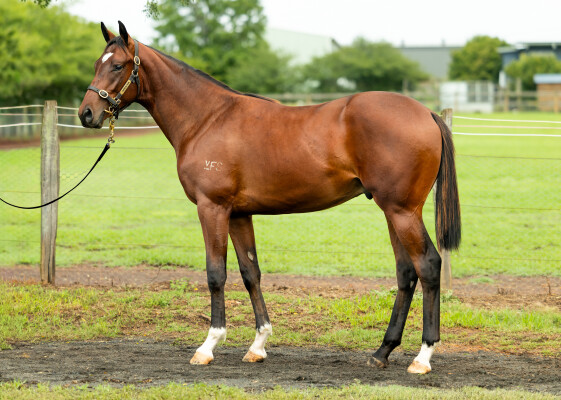 Lot 525: Toronado (IRE) / Touch of Mink