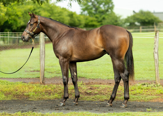 Lot 724: Hitotsu / Commonwealth