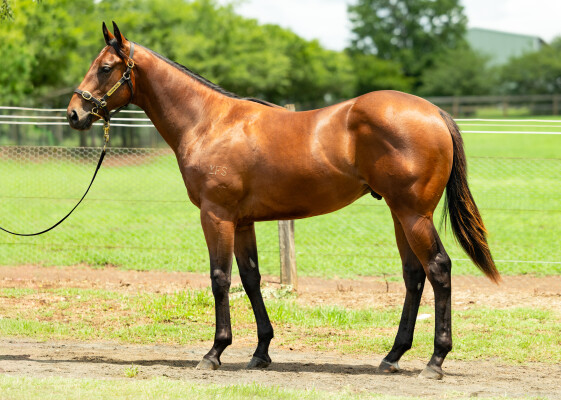 Lot 784: Spirit of Boom / Enterprise Mia