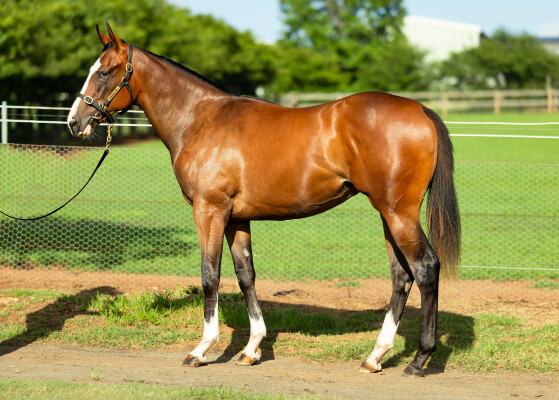 Lot 757: In the Congo / Devolving