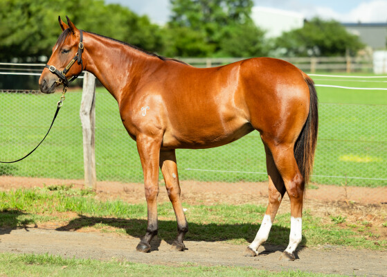 Lot 798: Farnan / Extra Secret