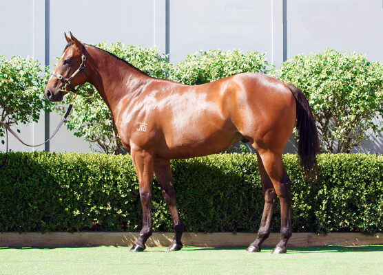 Lot 26: D'Argento / Genie